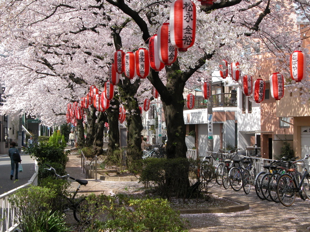 Cherry blossoms near Naka-Meguro